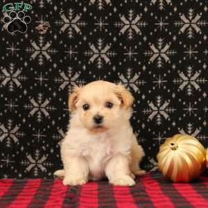 Jerusalem, Maltipoo Puppy